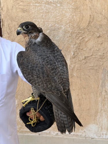 جير تبع 
