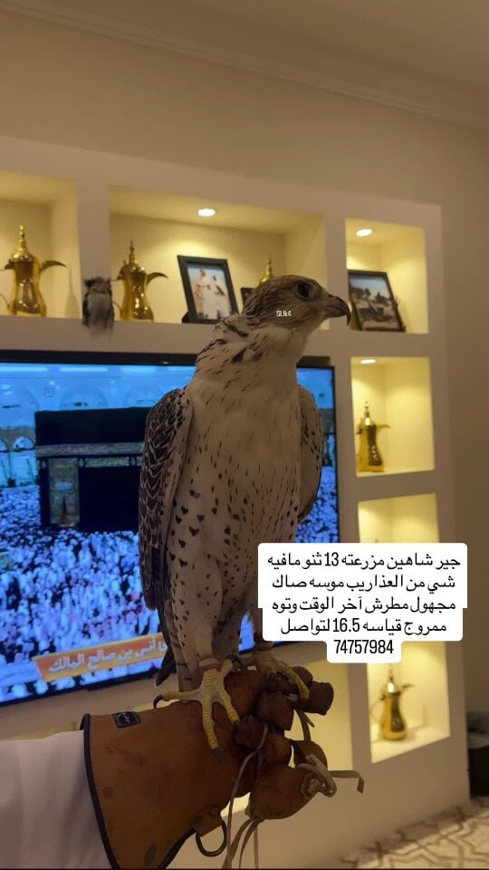 جير شاهين