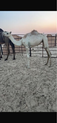 للبيع تواصل واتساب فقط 