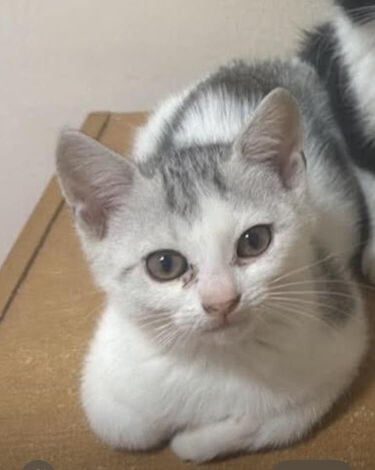 kittens 