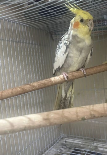 cocktail for sale male 