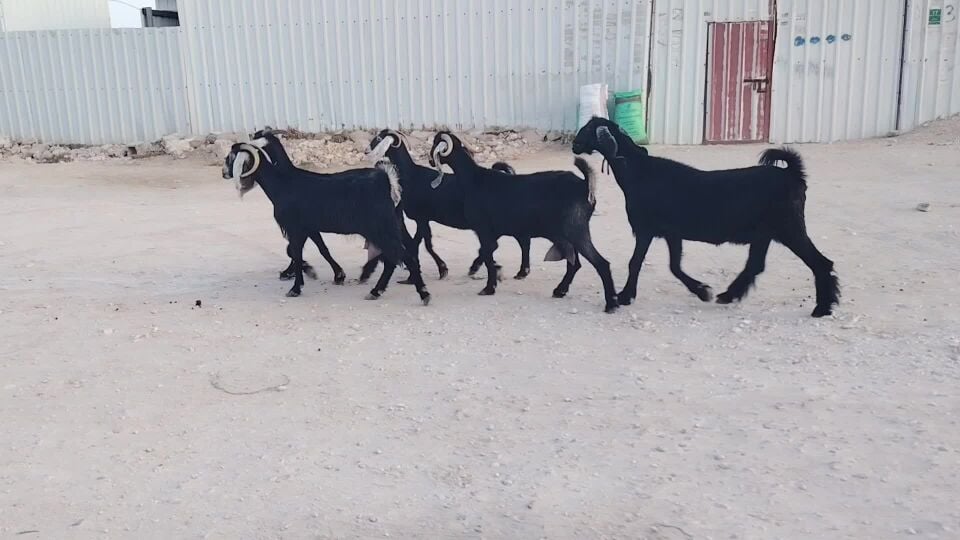 معزة عوارض طيبة