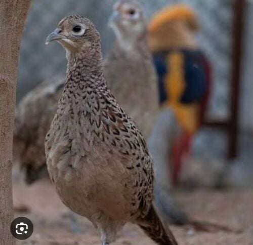 فزن طيار ذكور و إناث