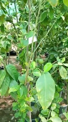 ليمون حبه كبير