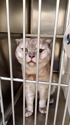 Scottish fold male 