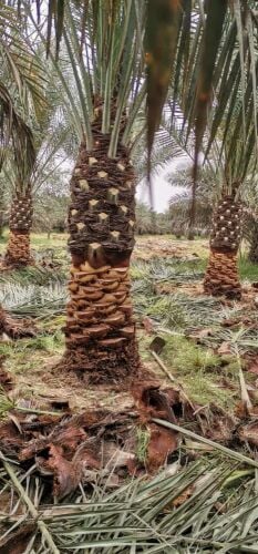 مورد للاشجار وزراعتها