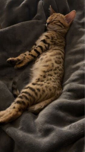 Bengal cat