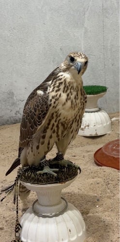 حر بكر