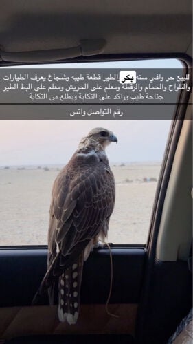 حر بكر 