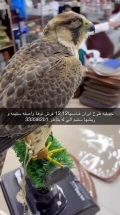 طيور