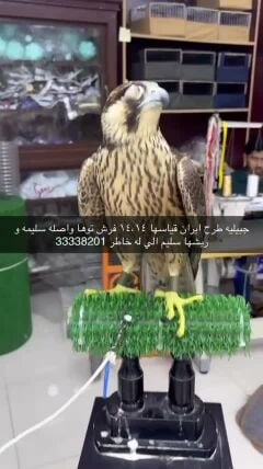 طيور