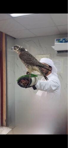 جير تبع مدرير