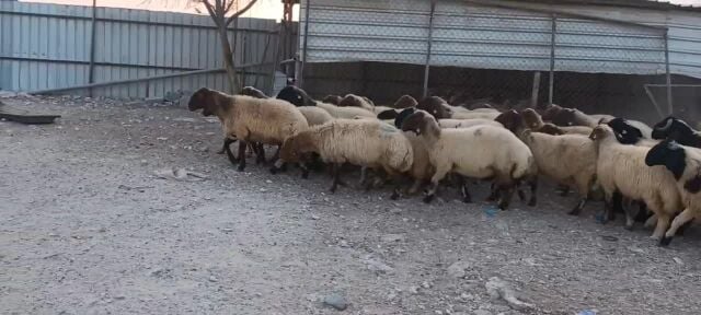غنم طيبه مراح واحد