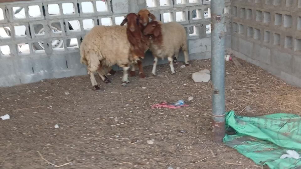 للبيع رخال سوريه طيبه مشاءاللة