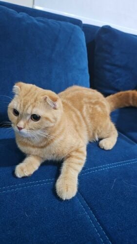 Scottish Cats (Fold and Straight)