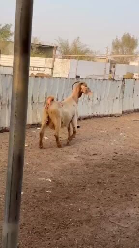 اللبع عنزا عارضيه صفراء دفيع شرط