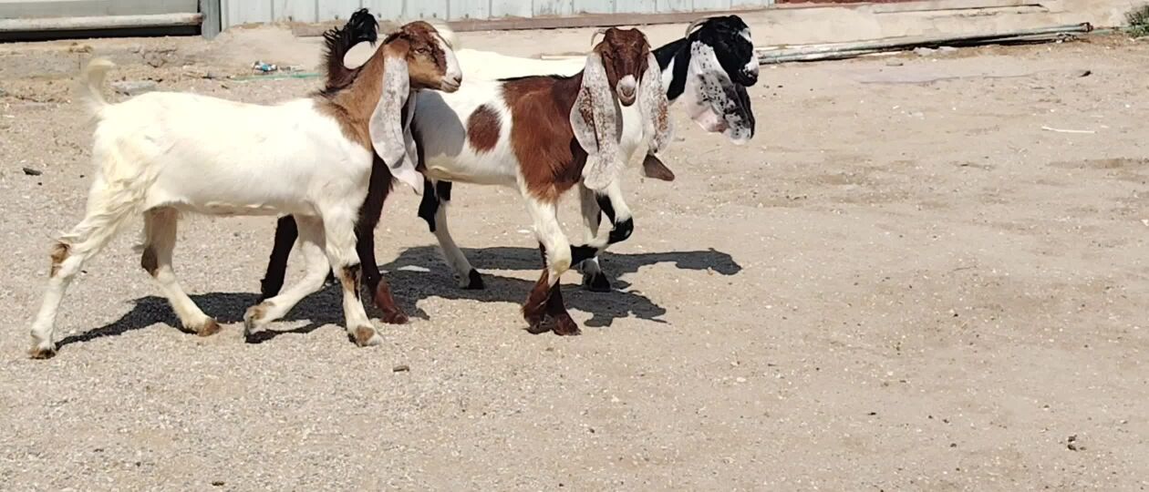 جمد مشاريك