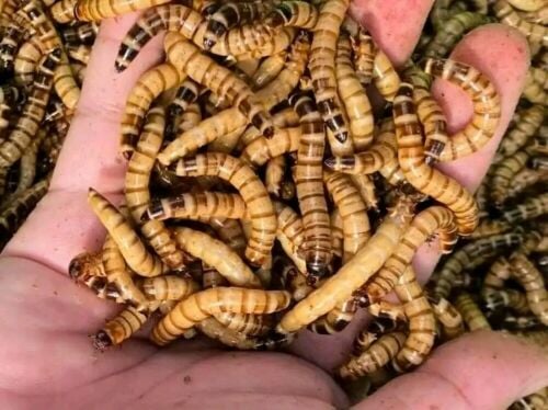 Superworms alive