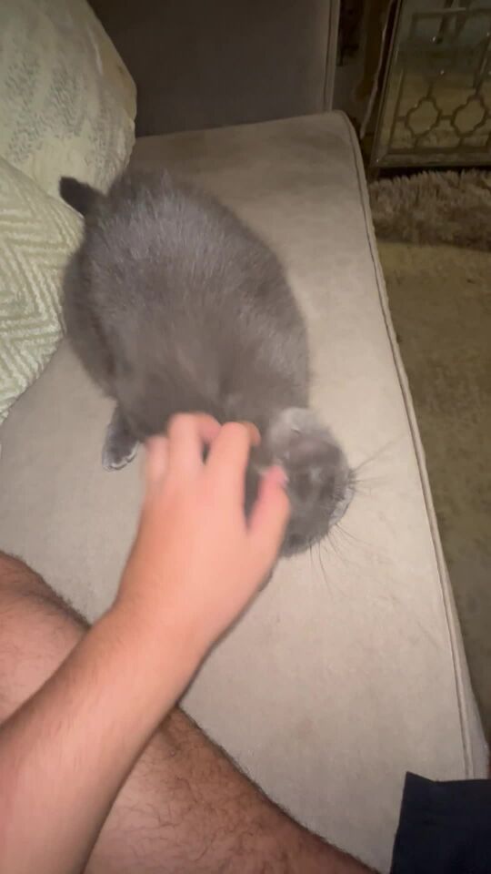 smoky