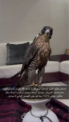 للبيع جير تبع