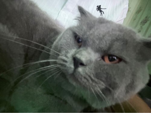 Male Scottish Fold,
