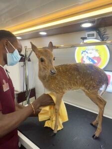 PET GROOMING HOME SERVICE