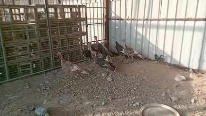turkey