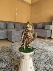 خالد الهاجري