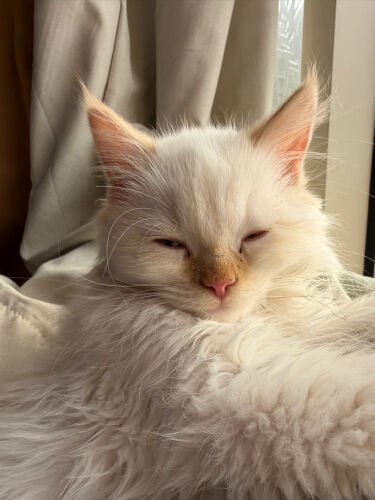 Persian male neutered cat. 