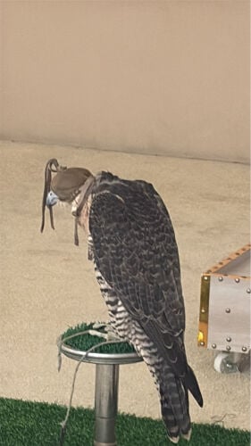 جير شاهين ثنو 