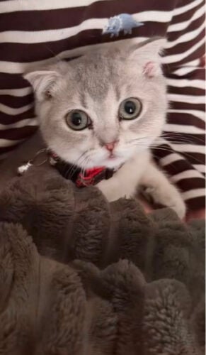 lovely friendly cat female 