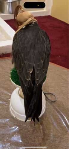 وكري وحش