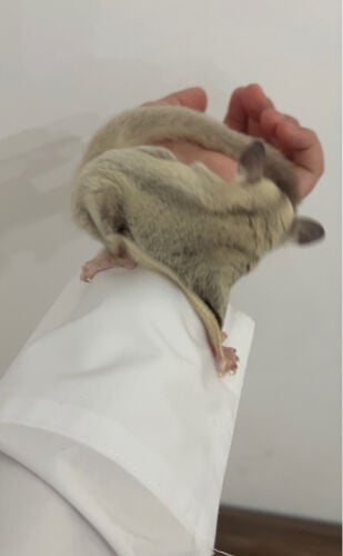 سنجاب 