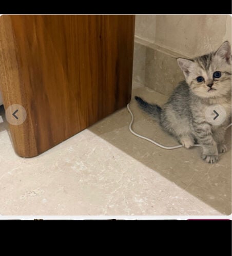 سكوتش سترتيت