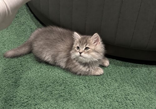 persian cat