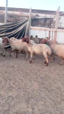 شويهات سوريه مقنوي طيبه