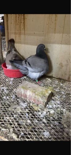 للبيع جوز فرش منتج 