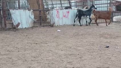 للبيع عمانيات مهجنه طيبات