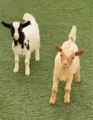 الماعز قزم