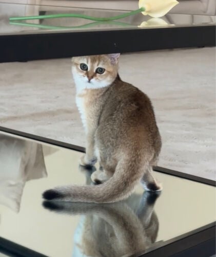 بيلا