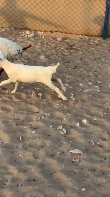 شاه بربر 