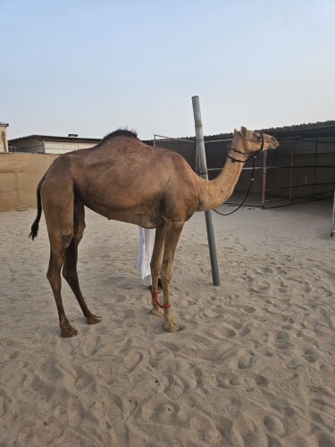 لقية عمانية 
