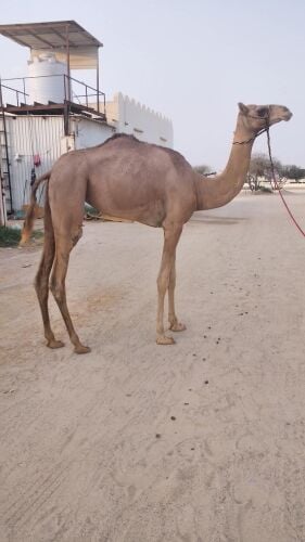 ابوعلي