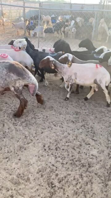 مراح كامل متكامل 