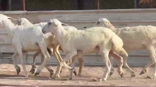 للبيع غنم حريات طيبه