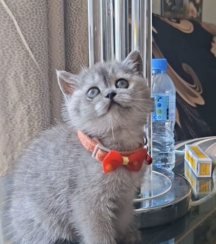 أنثى اسكوتش فولد
