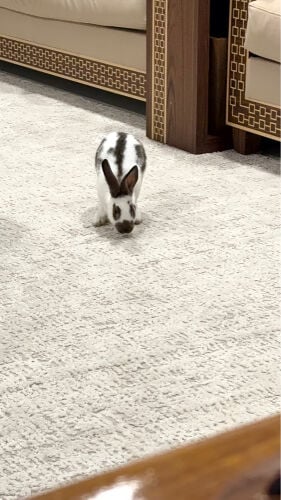 ارنب