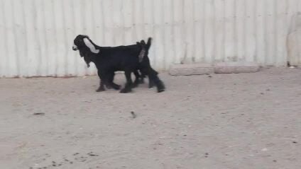 جمد عوارض جداع جاهز الفحل