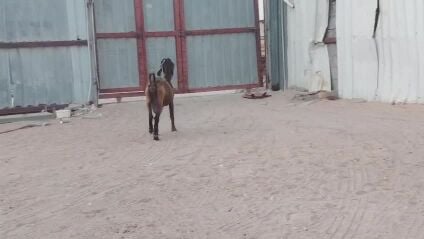 جمدة تنية حليب