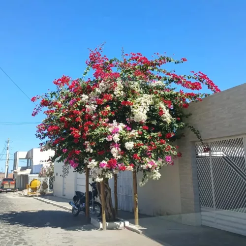 اجمل الجهنميات